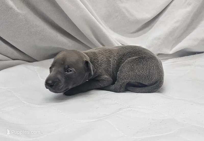 Jax – Italian Greyhound puppy for sale in Newalla, OK