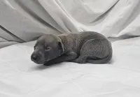 Jax, a male Italian Greyhound for sale in Newalla, OK – 1 of 4