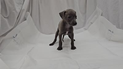Jax, a male Italian Greyhound for sale in Newalla, OK – 2 of 9