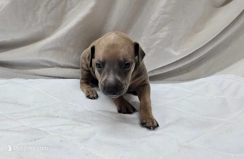 Oreo – Italian Greyhound puppy for sale in Newalla, OK