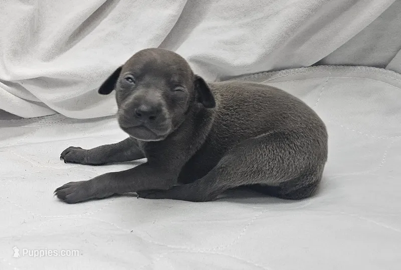 Dax – Italian Greyhound puppy for sale in Newalla, OK