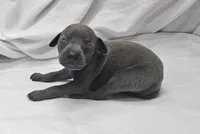 Dax, a male Italian Greyhound for sale in Newalla, OK – 1 of 4