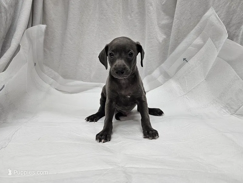Buzz – Italian Greyhound puppy for sale in Newalla, OK