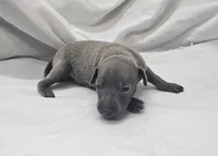 Pax, a male Italian Greyhound for sale in Newalla, OK – 4 of 4