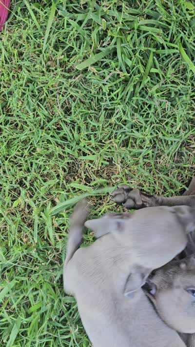 Jax, a male Italian Greyhound for sale in Newalla, OK – 6 of 9