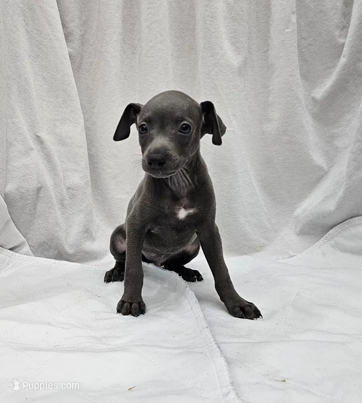 Finn – Italian Greyhound puppy for sale in Newalla, OK