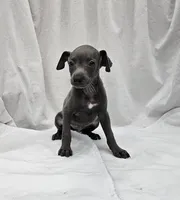 Finn, a male Italian Greyhound for sale in Newalla, OK – 1 of 9