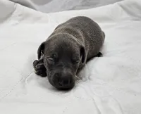 Buzz, a male Italian Greyhound for sale in Newalla, OK – 2 of 4