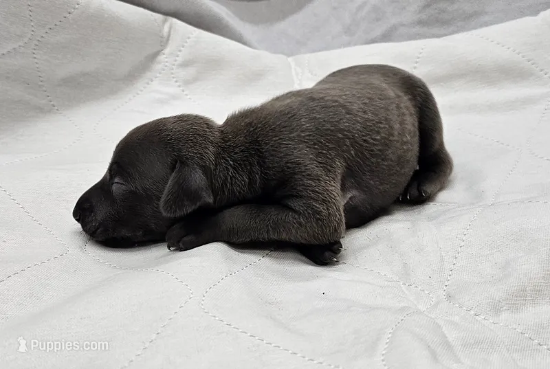 Lugi – Italian Greyhound puppy for sale in Newalla, OK