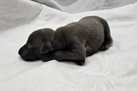 Lugi, a male Italian Greyhound for sale in Newalla, OK – 1 of 4