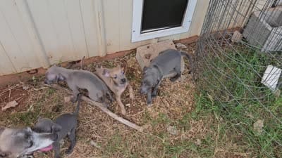 Oreo, a male Italian Greyhound for sale in Newalla, OK – 2 of 9