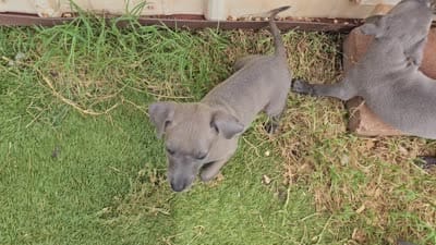 Max, a male Italian Greyhound for sale in Newalla, OK – 4 of 8