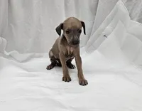 Oreo, a male Italian Greyhound for sale in Newalla, OK – 7 of 9