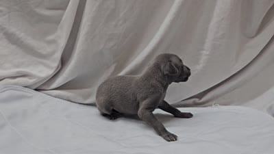 Max, a male Italian Greyhound for sale in Newalla, OK – 2 of 8