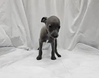 Jax, a male Italian Greyhound for sale in Newalla, OK – 3 of 9