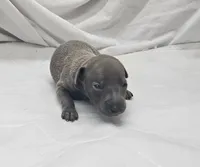 Jax, a male Italian Greyhound for sale in Newalla, OK – 4 of 4