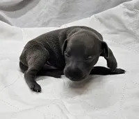 Finn, a male Italian Greyhound for sale in Newalla, OK – 3 of 4
