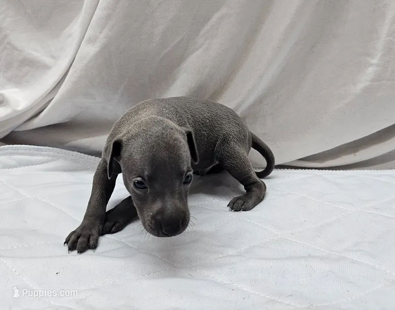 Finn – Italian Greyhound puppy for sale in Newalla, OK