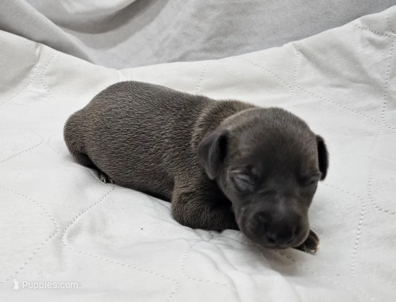 Buzz – Italian Greyhound puppy for sale in Newalla, OK