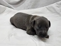 Buzz, a male Italian Greyhound for sale in Newalla, OK – 1 of 4