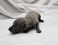 Lily, a female Italian Greyhound for sale in Newalla, OK – 4 of 4