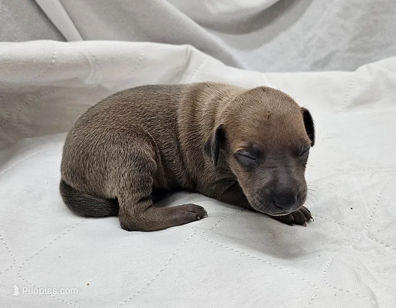 Oreo – Italian Greyhound puppy for sale in Newalla, OK