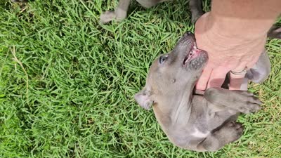 Jax, a male Italian Greyhound for sale in Newalla, OK – 4 of 9
