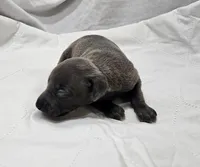 Buzz, a male Italian Greyhound for sale in Newalla, OK – 3 of 4