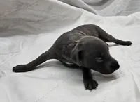 Finn, a male Italian Greyhound for sale in Newalla, OK – 4 of 4