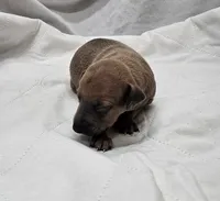 Oreo, a male Italian Greyhound for sale in Newalla, OK – 2 of 4