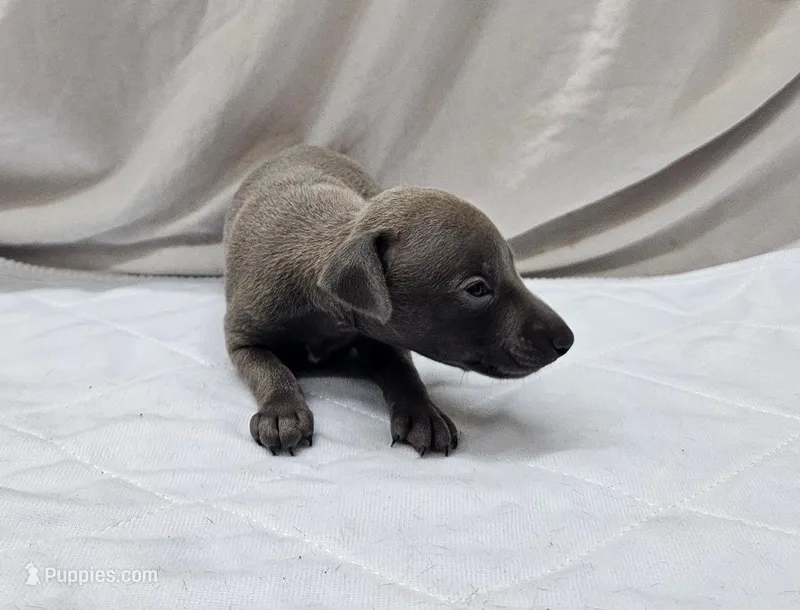 Ferb – Italian Greyhound puppy for sale in Newalla, OK