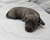 Lily, a female Italian Greyhound for sale in Newalla, OK – 3 of 4