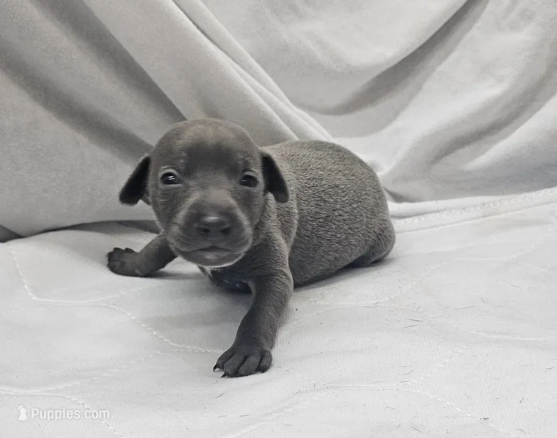 Pax – Italian Greyhound puppy for sale in Newalla, OK