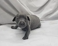 Pax, a male Italian Greyhound for sale in Newalla, OK – 1 of 4