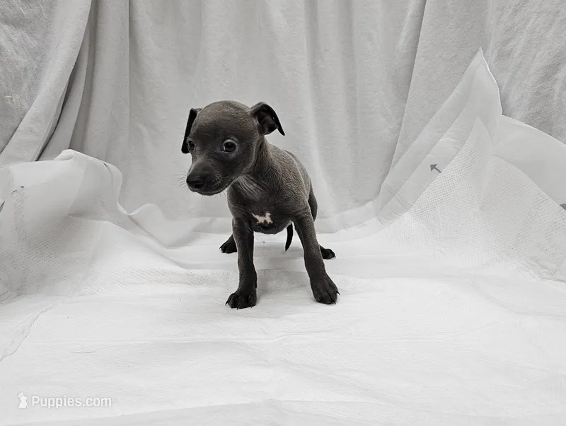 Ferb – Italian Greyhound puppy for sale in Newalla, OK