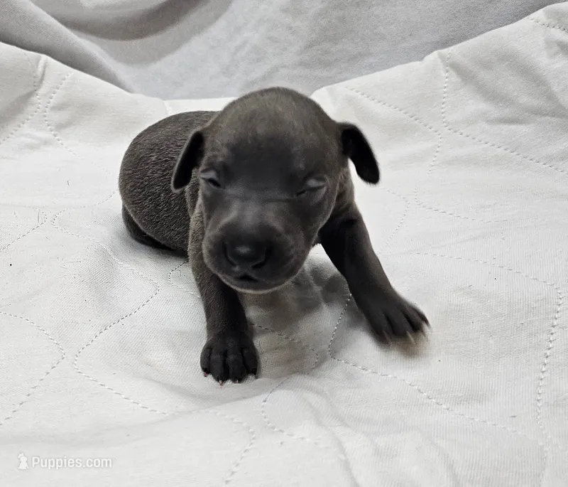 Finn – Italian Greyhound puppy for sale in Newalla, OK