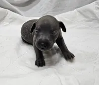 Finn, a male Italian Greyhound for sale in Newalla, OK – 1 of 4