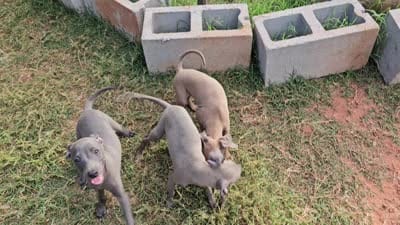 Oreo, a male Italian Greyhound for sale in Newalla, OK – 9 of 9