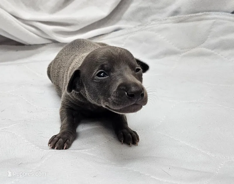 Max – Italian Greyhound puppy for sale in Newalla, OK