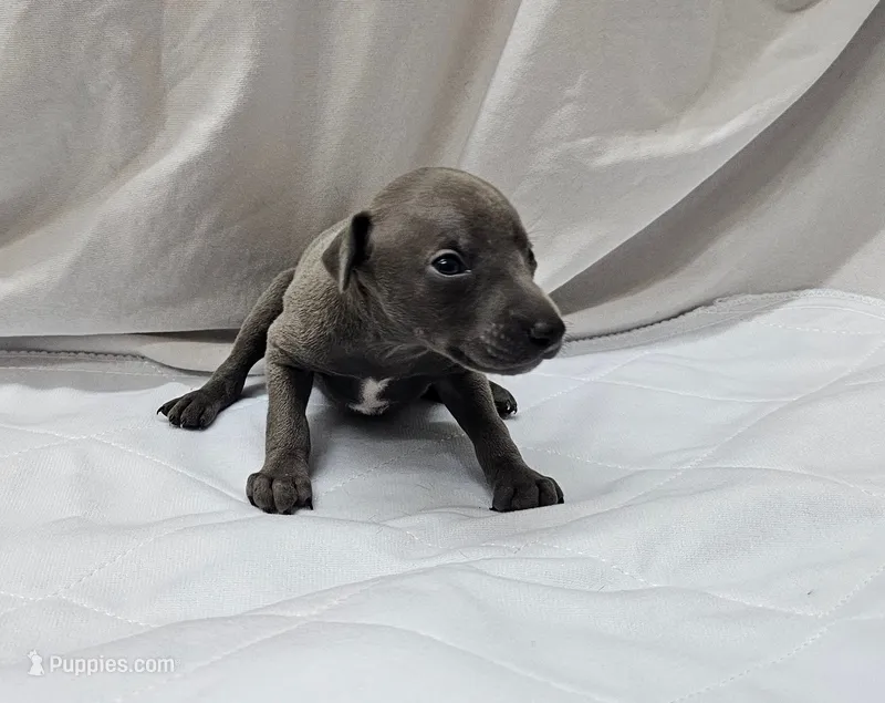 Jax – Italian Greyhound puppy for sale in Newalla, OK