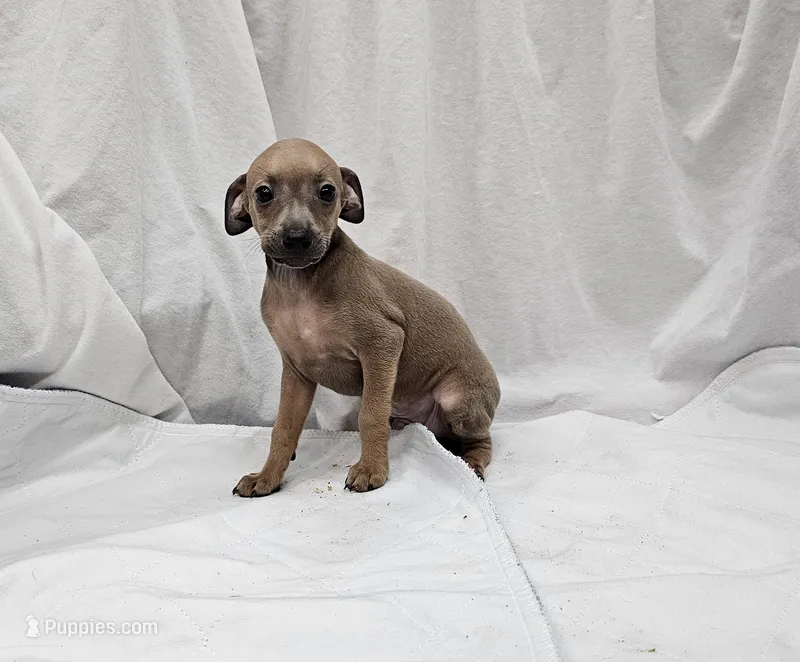 Oreo – Italian Greyhound puppy for sale in Newalla, OK