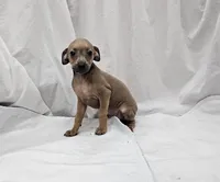 Oreo, a male Italian Greyhound for sale in Newalla, OK – 1 of 9