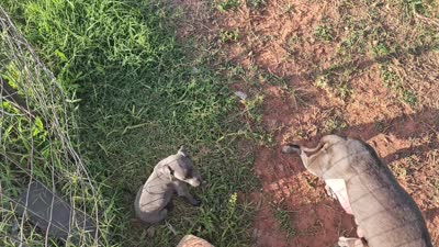 Finn, a male Italian Greyhound for sale in Newalla, OK – 9 of 9