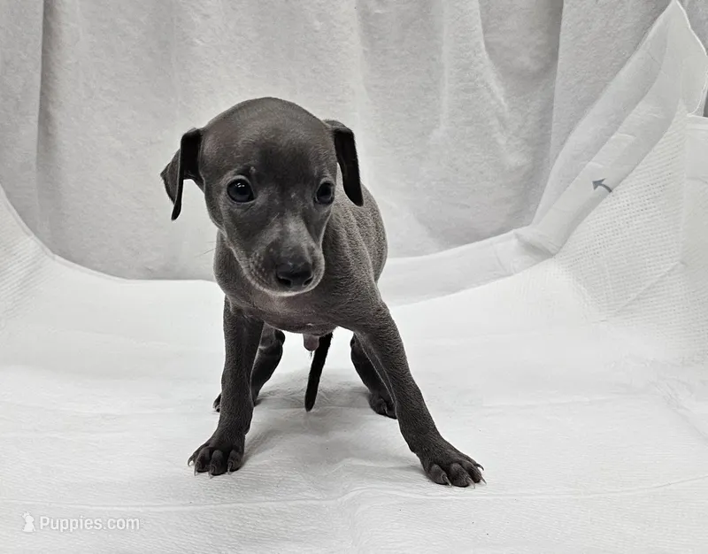 Dax – Italian Greyhound puppy for sale in Newalla, OK
