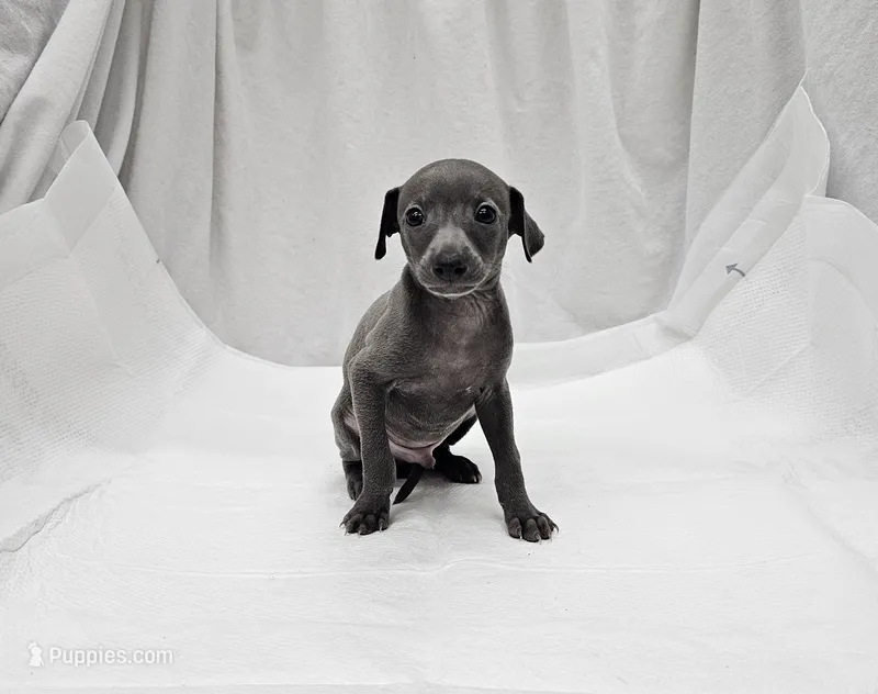 Max – Italian Greyhound puppy for sale in Newalla, OK