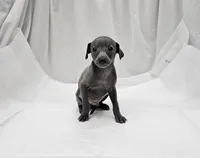 Max, a male Italian Greyhound for sale in Newalla, OK – 3 of 8