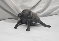 Pax, a male Italian Greyhound for sale in Newalla, OK – 2 of 4