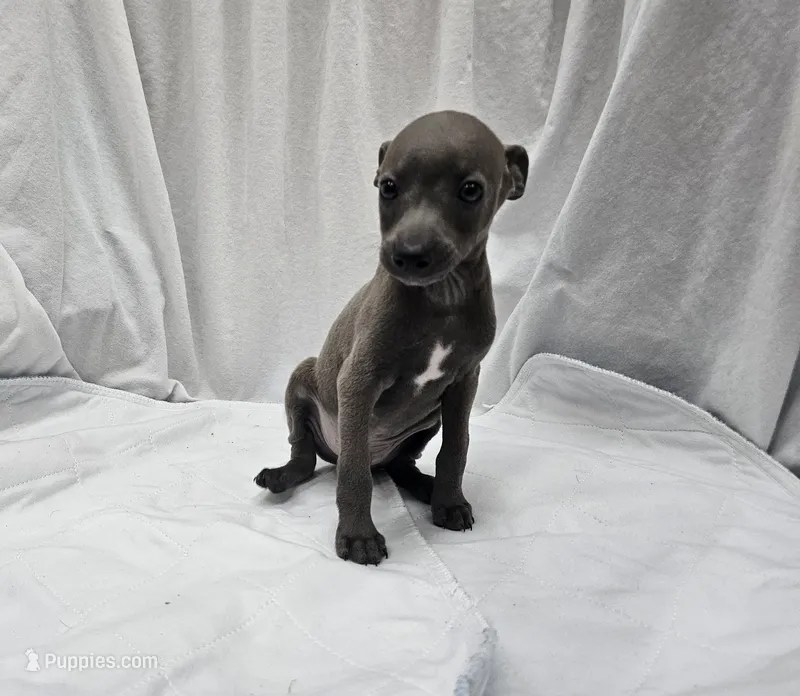 Jax – Italian Greyhound puppy for sale in Newalla, OK