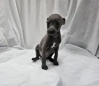 Jax, a male Italian Greyhound for sale in Newalla, OK – 1 of 9