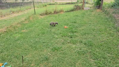 Jax, a male Italian Greyhound for sale in Newalla, OK – 9 of 9